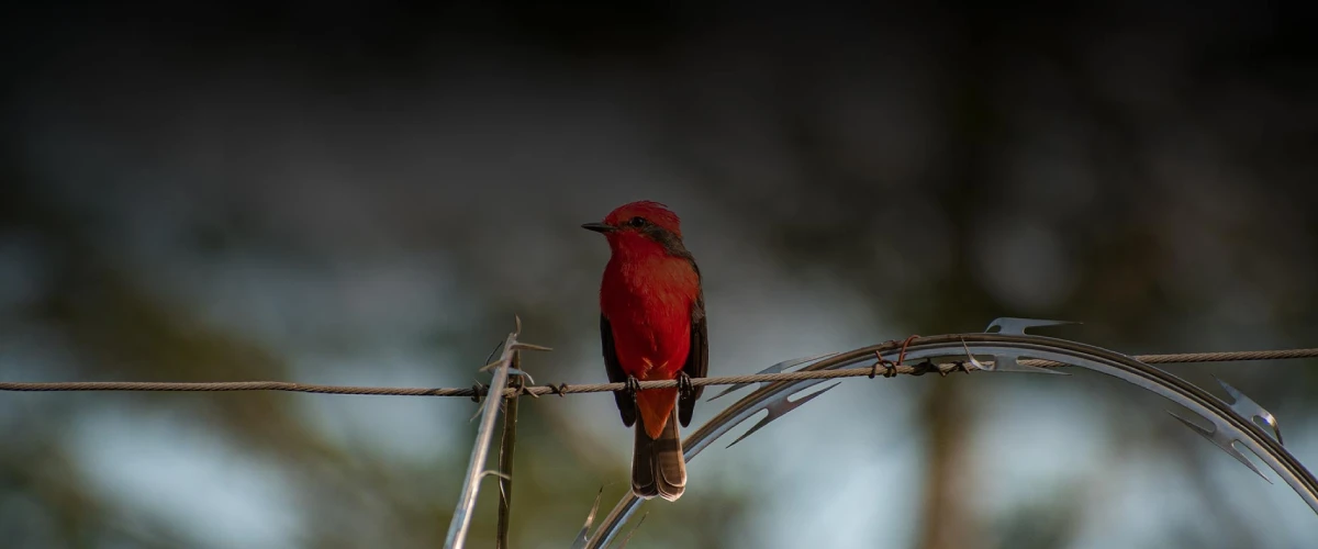 Avistamiento de aves en Colombia: guía para novatos | CHEC