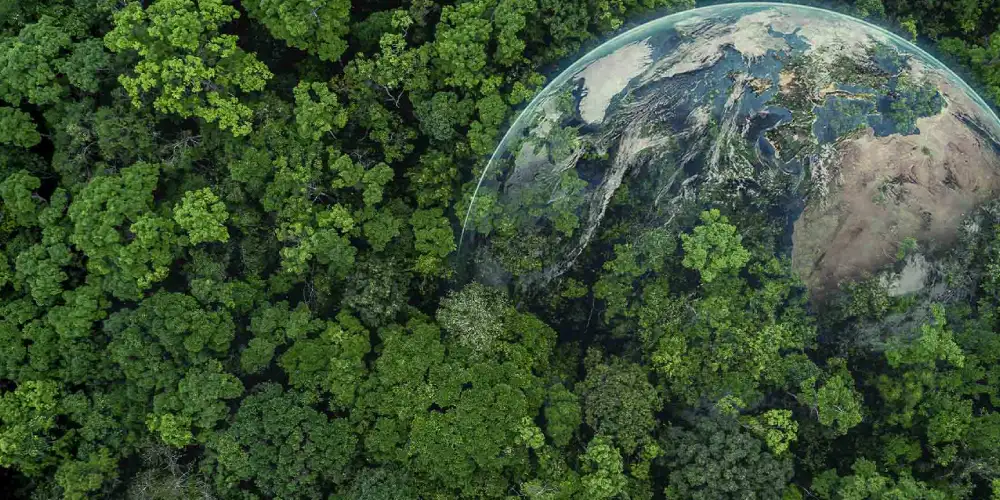 Cuidar los bosques, ¿qué conlleva realizarlo? | CHEC